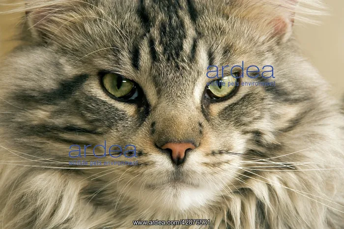  : Cat - Maine Coon close-up of face