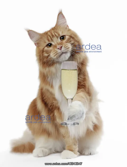 : Cat - Maine Coon with glass of Prosecco / Champagne : Cat - Maine Coon with glass of Prosecco / Champagne