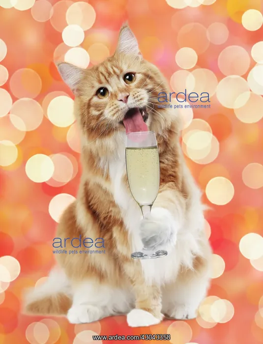 : Cat - Maine Coon with glass of Prosecco / Champagne : Cat - Maine Coon with glass of Prosecco / Champagne