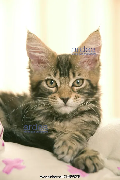 : Cat - Maine coon kitten : Cat - Maine coon kitten