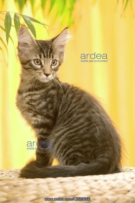  : Cat - Maine Coon kitten