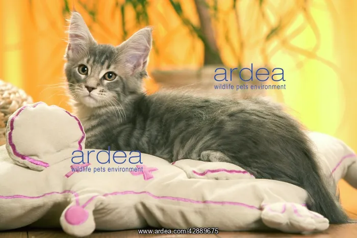  : Cat - Maine Coon kitten