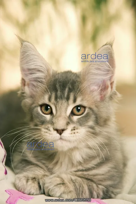  : Cat - Maine Coon kitten