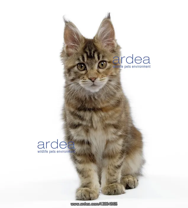  : Cat - Maine Coon kitten