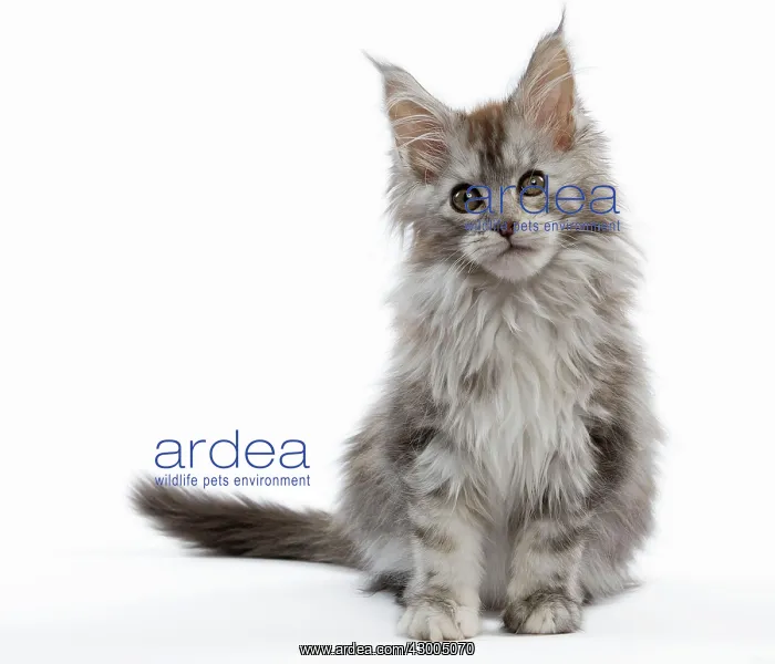  : Cat - Maine Coon kitten