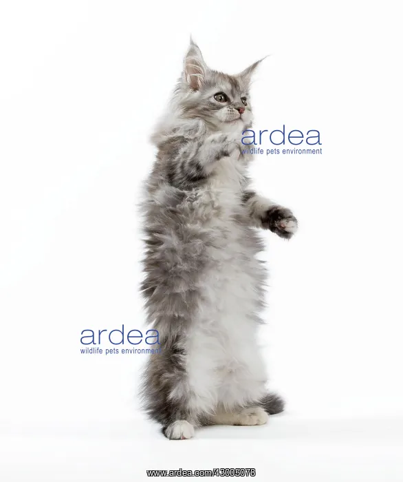 : Cat - Maine Coon kitten : Cat - Maine Coon kitten