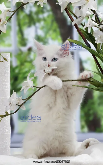 : Cat Maine Coon kitten : Cat Maine Coon kitten