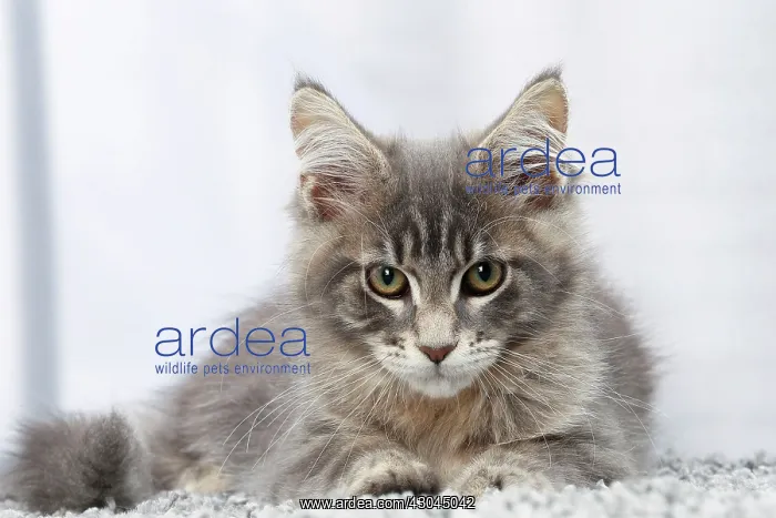  : Cat Maine Coon kitten
