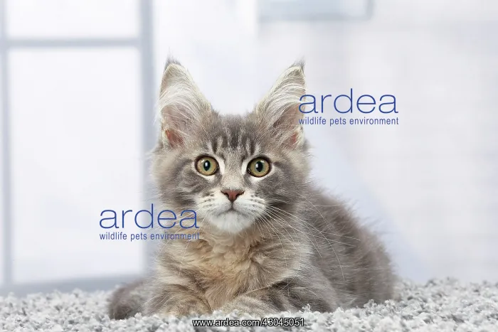  : Cat Maine Coon kitten