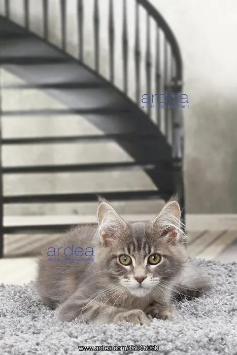  : Cat Maine Coon kitten