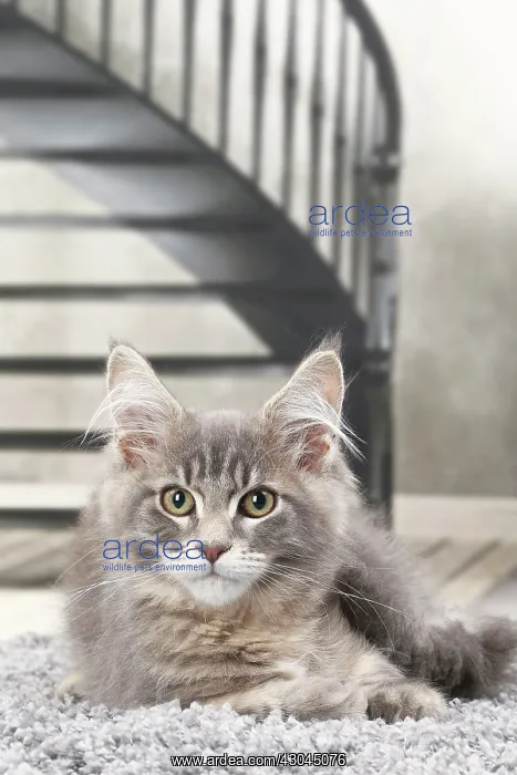  : Cat Maine Coon kitten