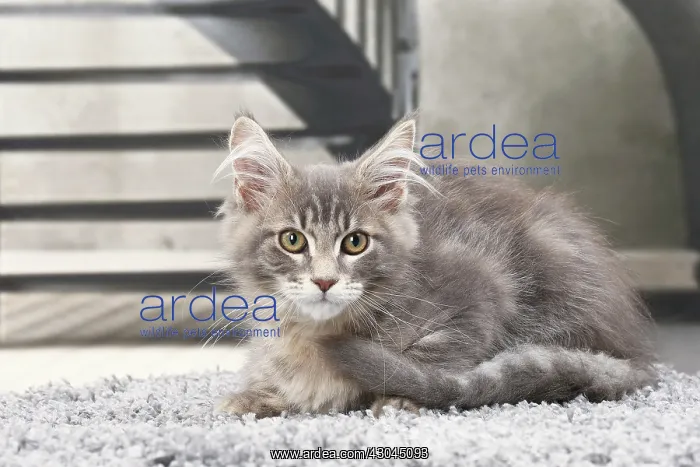  : Cat Maine Coon kitten