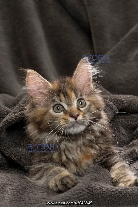  : Cat Maine Coon kitten