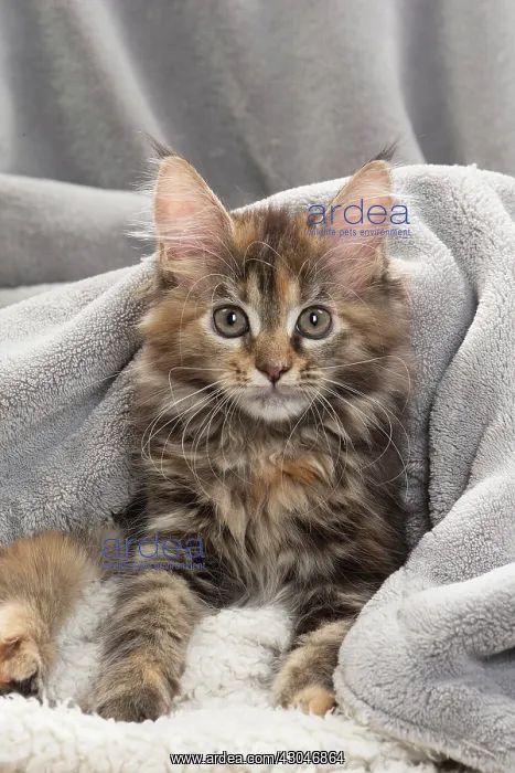  : Cat Maine Coon kitten