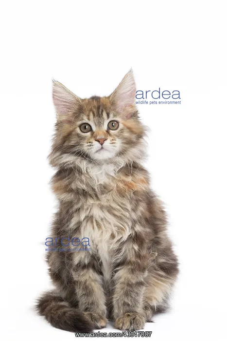  : Cat Maine Coon kitten