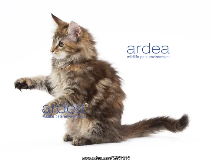  : Cat Maine Coon kitten