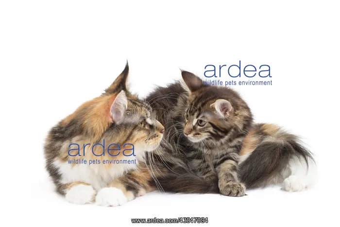  : Cat Maine Coon with kitten
