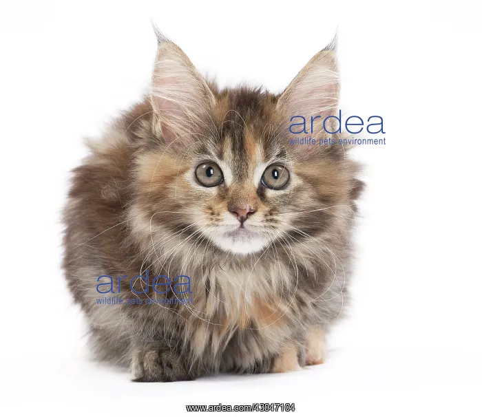  : Cat Maine Coon kitten