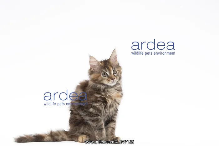  : Cat Maine Coon kitten