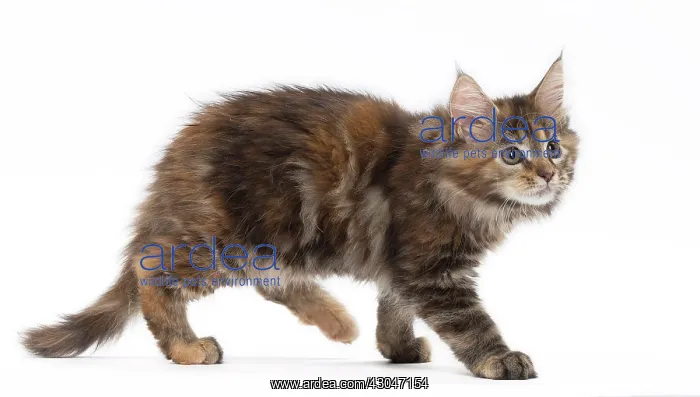 : Cat Maine Coon kitten
