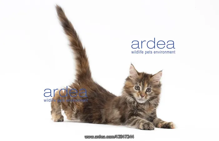  : Cat Maine Coon kitten