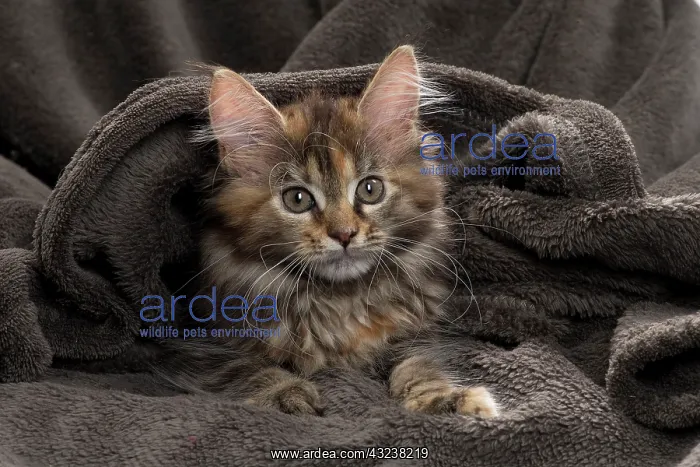  : Cat Maine Coon kitten