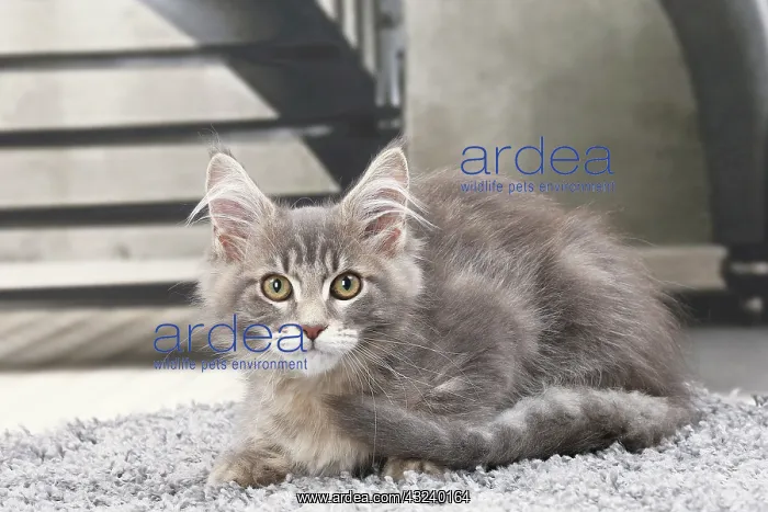  : Cat Maine Coon kitten