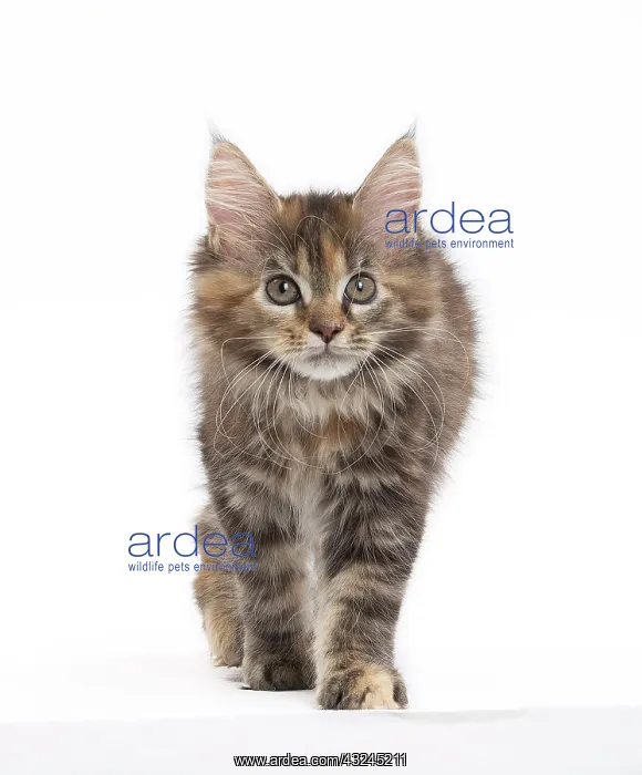  : Cat Maine Coon kitten