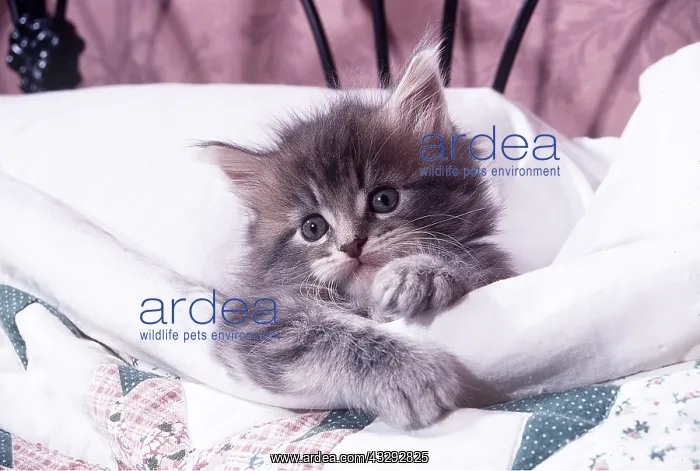 : CAT - MAINE COON KITTEN - IN BED : CAT - MAINE COON KITTEN - IN BED