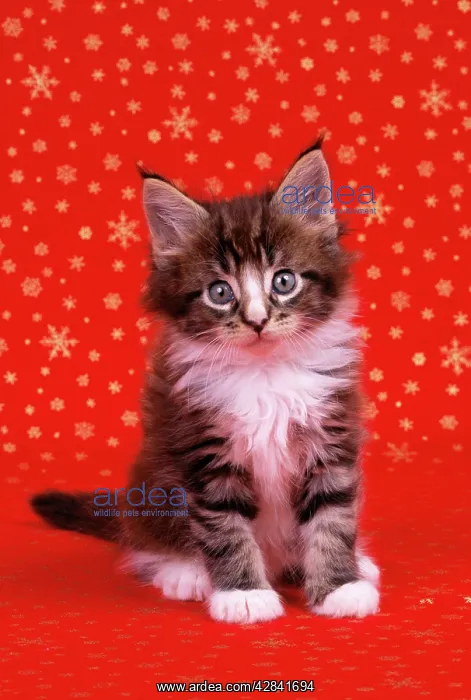  : Cat - Maine Coon Kitten at Christmas