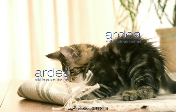 : Cat - Maine Coon kitten clawing / playing with rug : Cat - Maine Coon kitten clawing / playing with rug