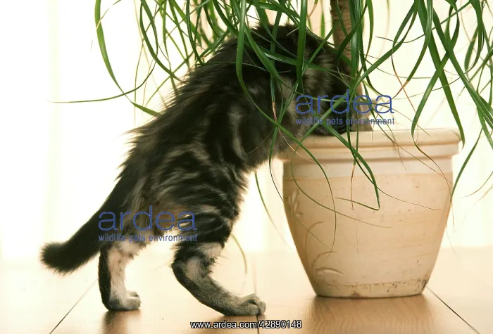 : Cat - Maine Coon kitten climbing into flowerpot : Cat - Maine Coon kitten climbing into flowerpot