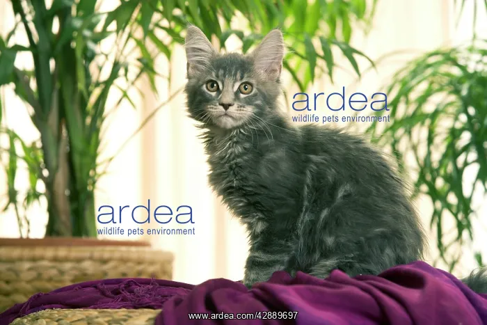  : Cat - Maine Coon kitten, grey