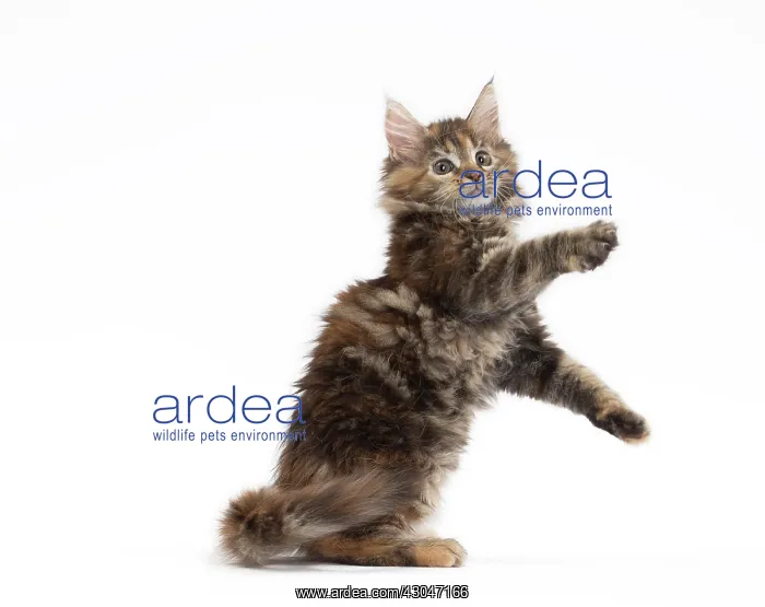 : Cat Maine Coon kitten on hind or back legs paws raised playing : Cat Maine Coon kitten on hind or back legs paws raised playing