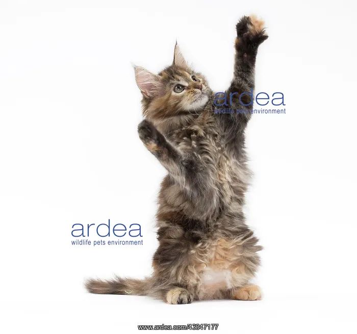 : Cat Maine Coon kitten on hind or back legs paws raised playing : Cat Maine Coon kitten on hind or back legs paws raised playing