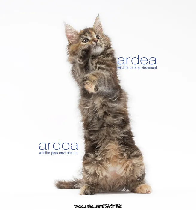 : Cat Maine Coon kitten on hind or back legs paws raised playing : Cat Maine Coon kitten on hind or back legs paws raised playing