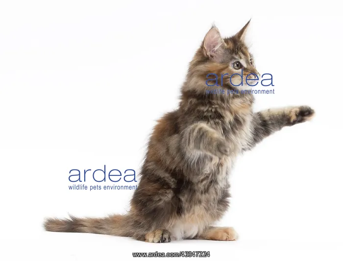 : Cat Maine Coon kitten on hind or back legs paws raised playing : Cat Maine Coon kitten on hind or back legs paws raised playing