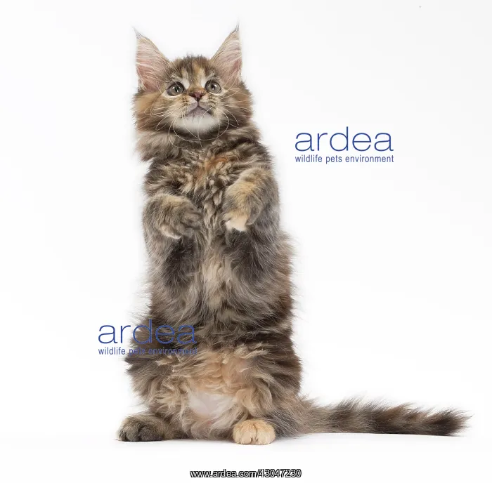 : Cat Maine Coon kitten on hind or back legs paws raised playing : Cat Maine Coon kitten on hind or back legs paws raised playing