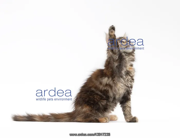 : Cat Maine Coon kitten on hind or back legs paws raised playing : Cat Maine Coon kitten on hind or back legs paws raised playing