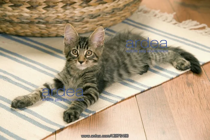  : Cat - Maine Coon kitten lying on floor