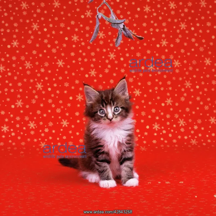  : Cat - Maine Coon Kitten under mistletoe