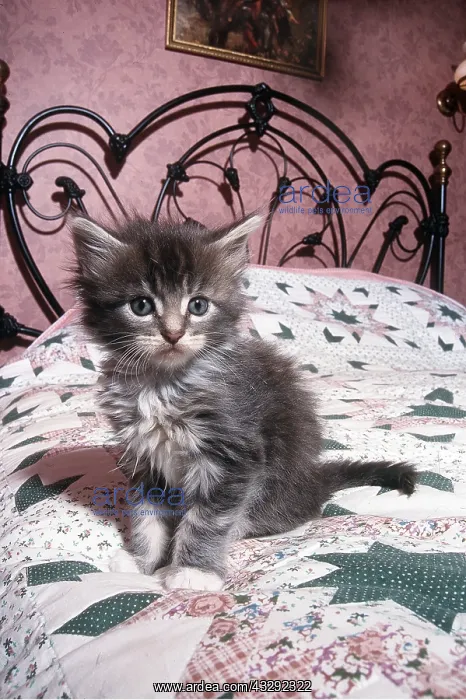 : CAT - MAINE COON KITTEN -ON BED : CAT - MAINE COON KITTEN -ON BED