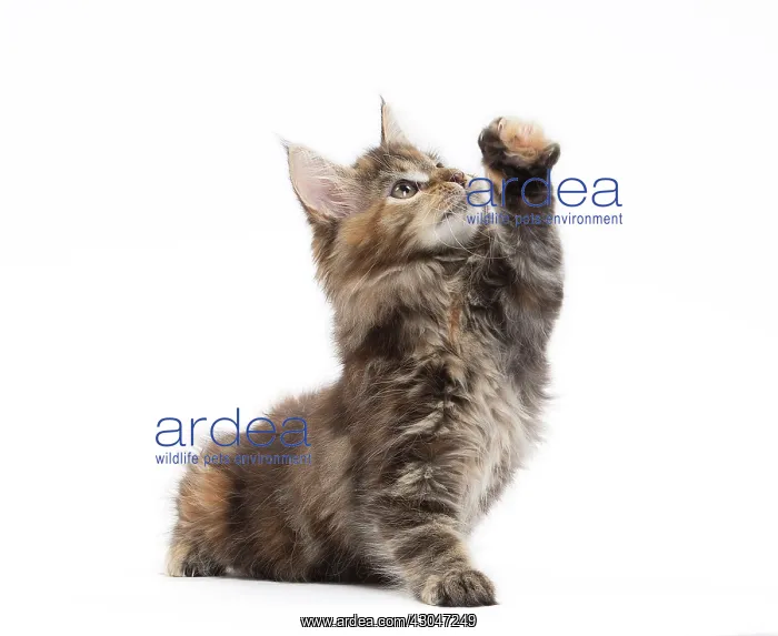 : Cat Maine Coon kitten paw raised : Cat Maine Coon kitten paw raised