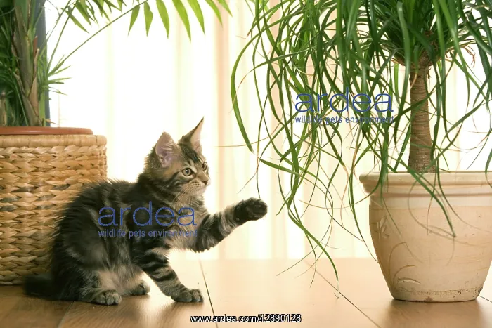 : Cat - Maine Coon kitten playing with plant in flowerpot : Cat - Maine Coon kitten playing with plant in flowerpot