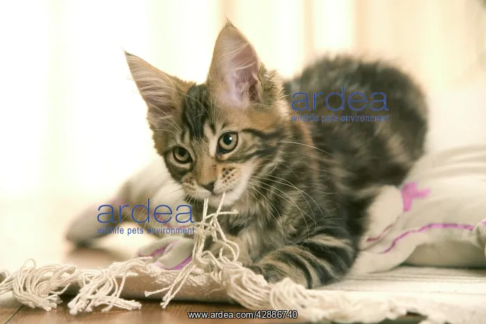  : Cat - Maine coon kitten playing with rug