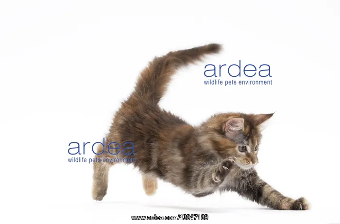 : Cat Maine Coon kitten pouncing : Cat Maine Coon kitten pouncing