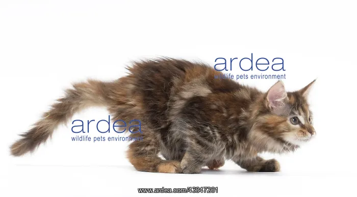  : Cat Maine Coon kitten pouncing