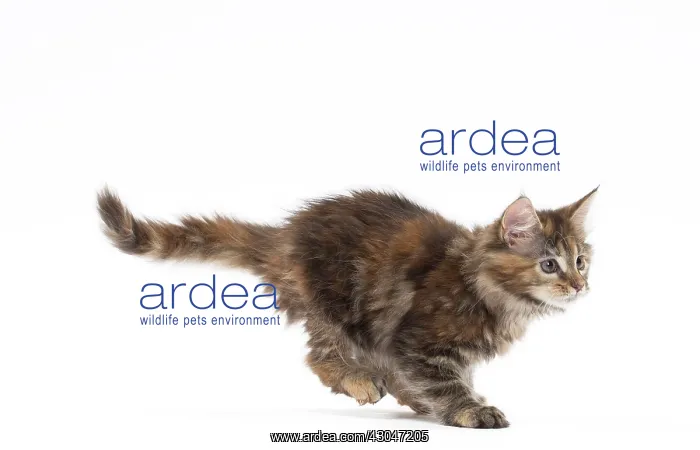  : Cat Maine Coon kitten pouncing