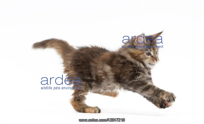 : Cat Maine Coon kitten pouncing