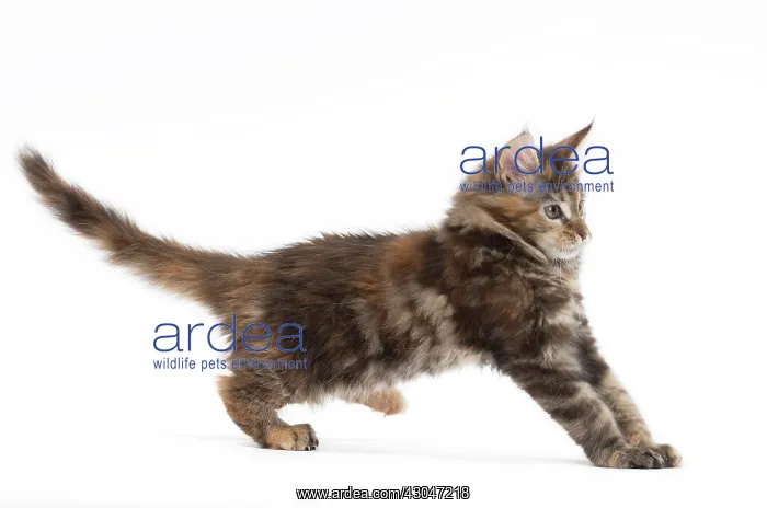  : Cat Maine Coon kitten pouncing
